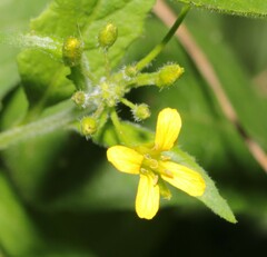 Sisymbrium strictissimum