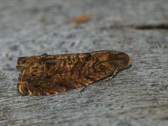 Grapholita lobarzewskii