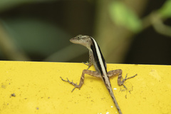 Anolis cupreus