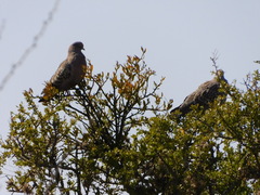 Patagioenas maculosa