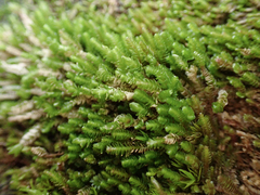 Marsupella emarginata