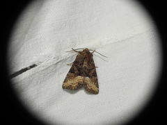 Oligia strigilis