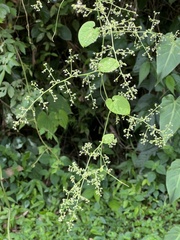Sicydium tamnifolium image