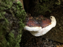 Heterobasidion annosum