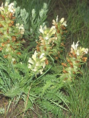 Pedicularis physocalyx
