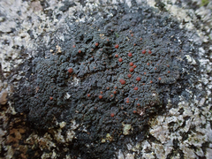 Fuscopannaria maritima