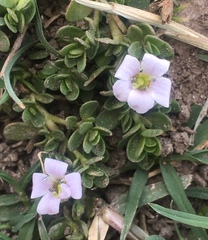 Bacopa monnieri