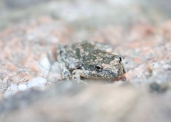 Pseudacris cadaverina