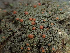 Fuscopannaria maritima