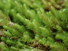 Marsupella emarginata