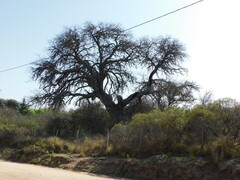 Prosopis chilensis