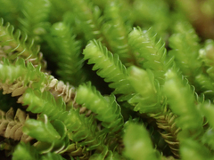 Marsupella emarginata