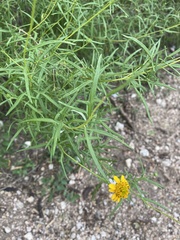 Sidneya tenuifolia