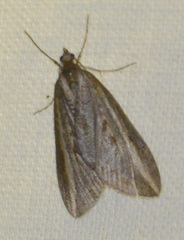 Chesias legatella