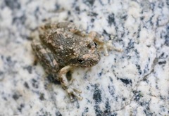 Pseudacris cadaverina