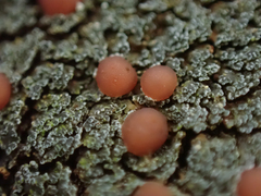 Fuscopannaria maritima