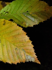 Ectoedemia quadrinotata