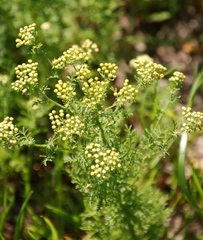 Oncosiphon suffruticosus