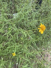 Sidneya tenuifolia