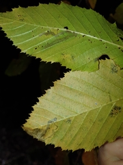 Ectoedemia quadrinotata