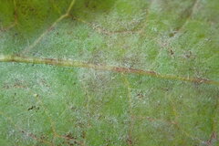 Podosphaera erigerontis-canadensis