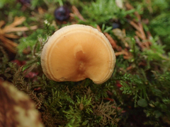 Hydnum oregonense