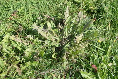 Podosphaera erigerontis-canadensis