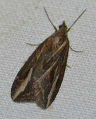 Chesias legatella