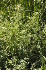 Oncosiphon suffruticosus