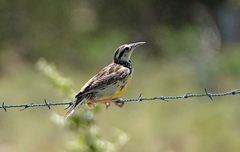 Sturnella magna lilianae