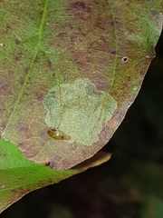 Coleophora cornivorella