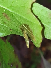 Coleophora cornivorella