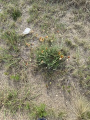 Gaillardia