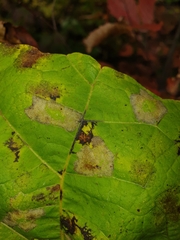 Phyllonorycter lucetiella