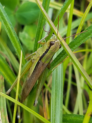 Mecostethus parapleurus