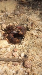 Platydracus fossator