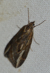 Chesias legatella