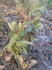 Setaria faberi