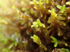 Hypnum dieckii