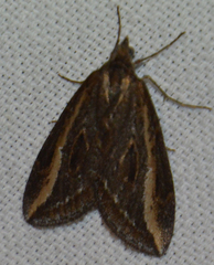 Chesias legatella