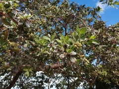 Conocarpus erectus sericeus