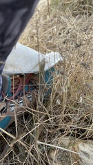 Podarcis siculus campestris