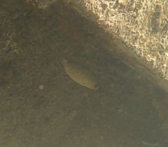 Lutjanus griseus