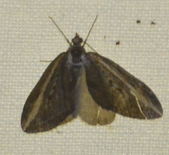 Chesias legatella