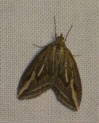 Chesias legatella