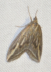 Chesias legatella