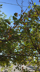 Crataegus mexicana