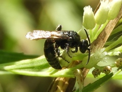 Tiphiinae