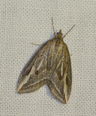 Chesias legatella