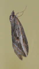 Chesias legatella